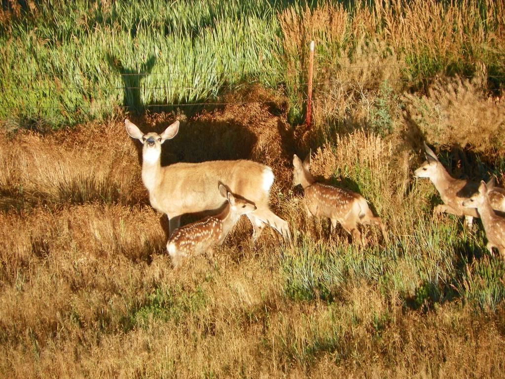Elk Run Inn Craig Buitenkant foto